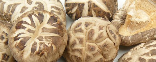 Champignon parfumé – Shiitaké (Xiang Gu) – Champignon Vitalisant et Stimulant du Qi