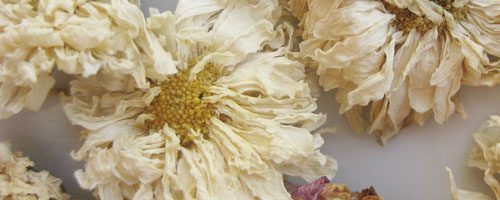 Chrysanthème (ju hua) – 菊 花