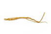 codonopsis