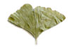 feuilles de ginkgo