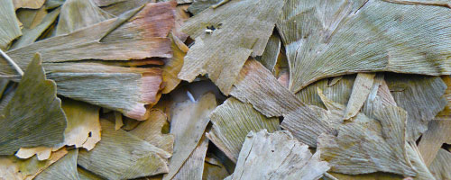 feuilles de ginkgo