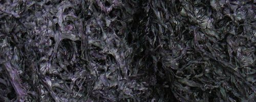 Feuille de nori (hai tai) – 紫 菜