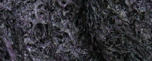 Feuille de nori (hai tai) – 紫 菜