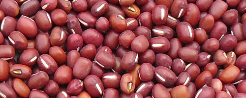 graines de haricot rouge