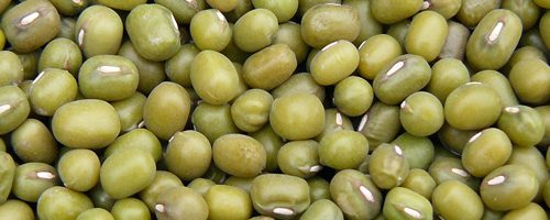 Graines de haricot vert (lu dou) – 綠 豆