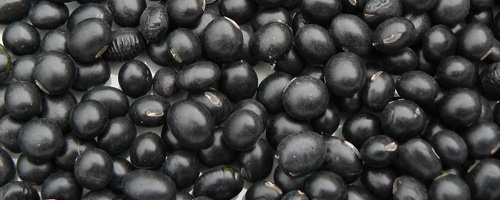 graines de soja noir