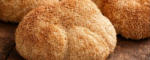 Hericium erinaceus séché, appelé Hou Tou Gu en Médecine Traditionnelle Chinoise, champignon utilisé pour soutenir la digestion et l’équilibre du Shen