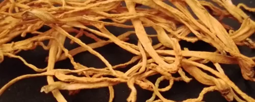 cordyceps sèché (Yong Chong Cao)