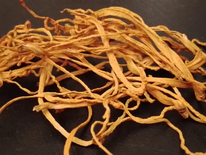 cordyceps séché