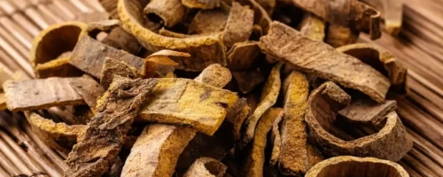 Huang Bai (Bois jaune) – Écorce traditionnelle associée au Foie et à l’équilibre de la peau