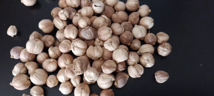 graine cardamone