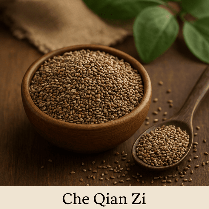 Che Qian Zi – Graines de Plantain - confort urinaire